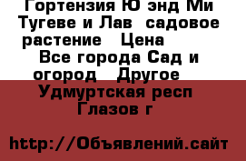 Гортензия Ю энд Ми Тугеве и Лав, садовое растение › Цена ­ 550 - Все города Сад и огород » Другое   . Удмуртская респ.,Глазов г.